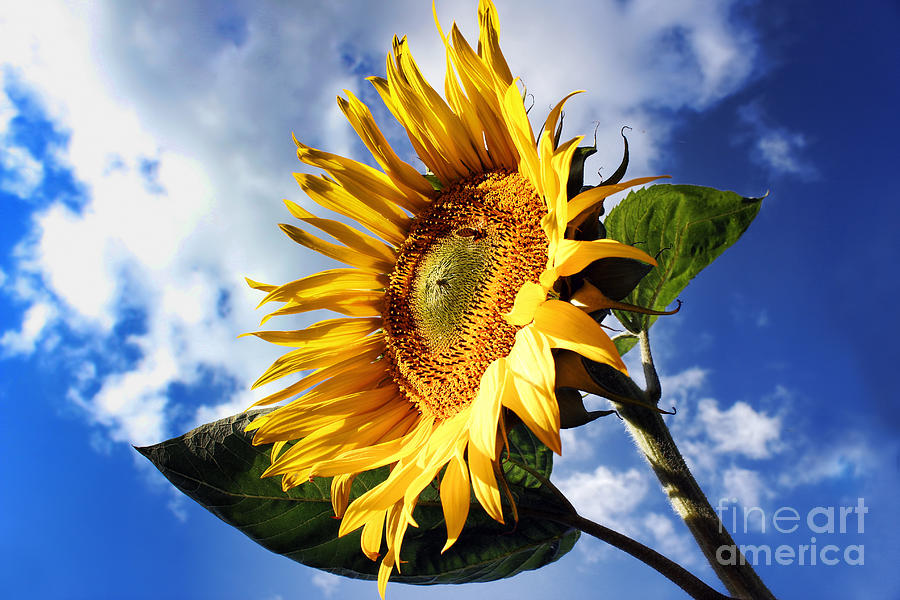 A Bee On A Sunflower Photograph