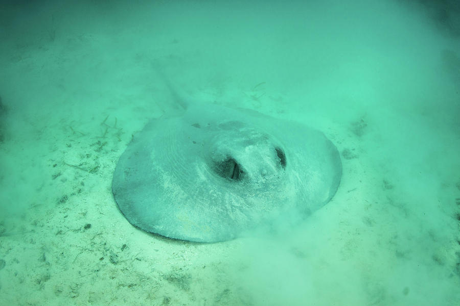 A Large Roughtail Stingray Lays #11 Photograph by Ethan Daniels