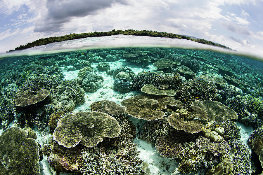 A Shallow Coral Reef Thrives Photograph by Ethan Daniels | Fine Art America