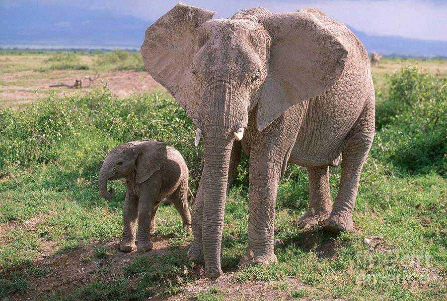 Elephant Photograph - African Bush Elephant #11 by Art Wolfe
