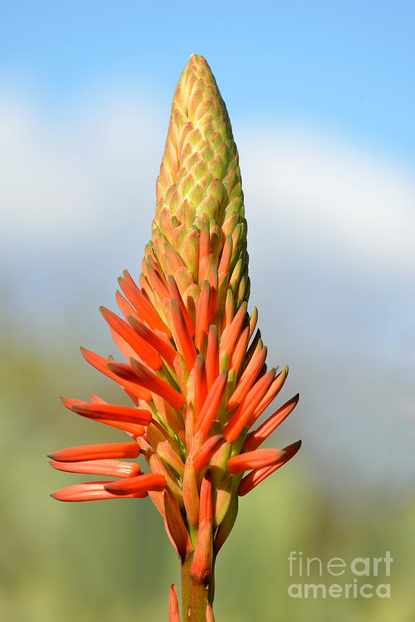 Aloe Vera flowers #4 Photograph by George Atsametakis