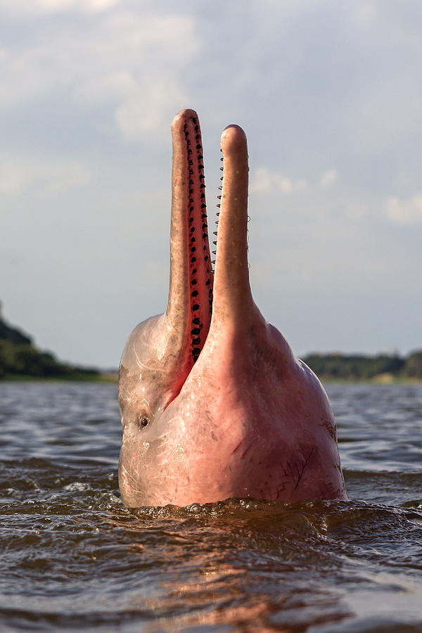 Amazon River Dolphin #11 Photograph by M. Watson