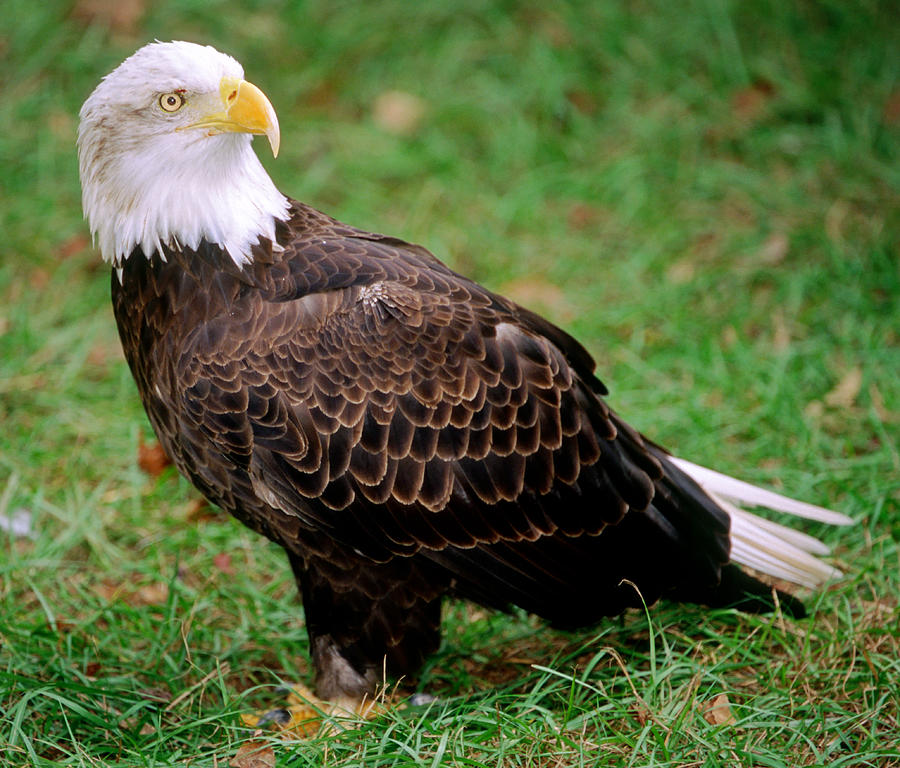 American Bald Eagle #11 Photograph by Millard H. Sharp