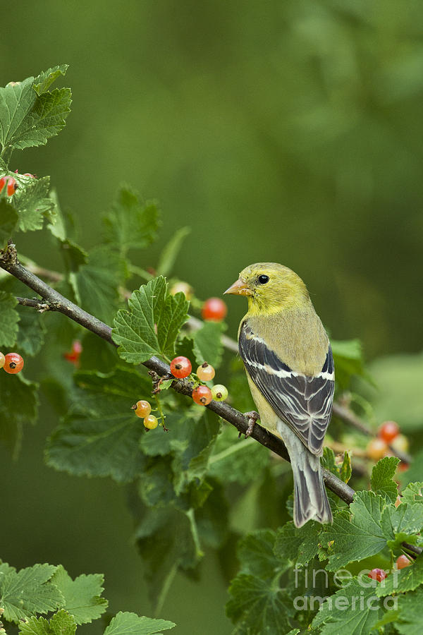 American Goldfinch #11 Photograph by Linda Freshwaters Arndt