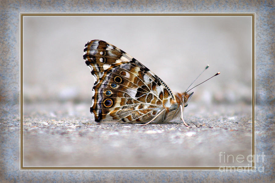 Butterfly Photograph - American Painted Lady Butterfly #7 by Karen Adams