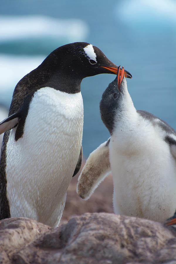 Antarctica Neko Harbor Gentoo Penguin Photograph by Inger Hogstrom