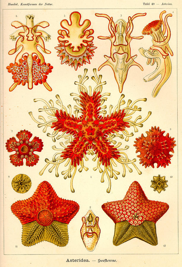 Art Forms Painting by Ernst Haeckel