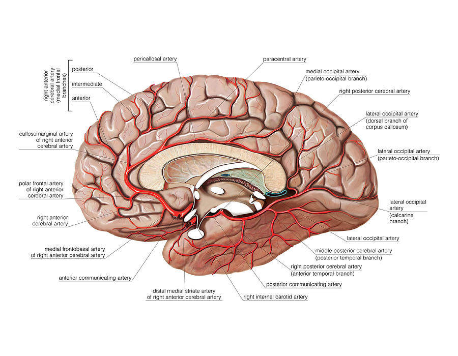 Arterial System Of The Brain #11 Photograph By Asklepios Medical Atlas ...