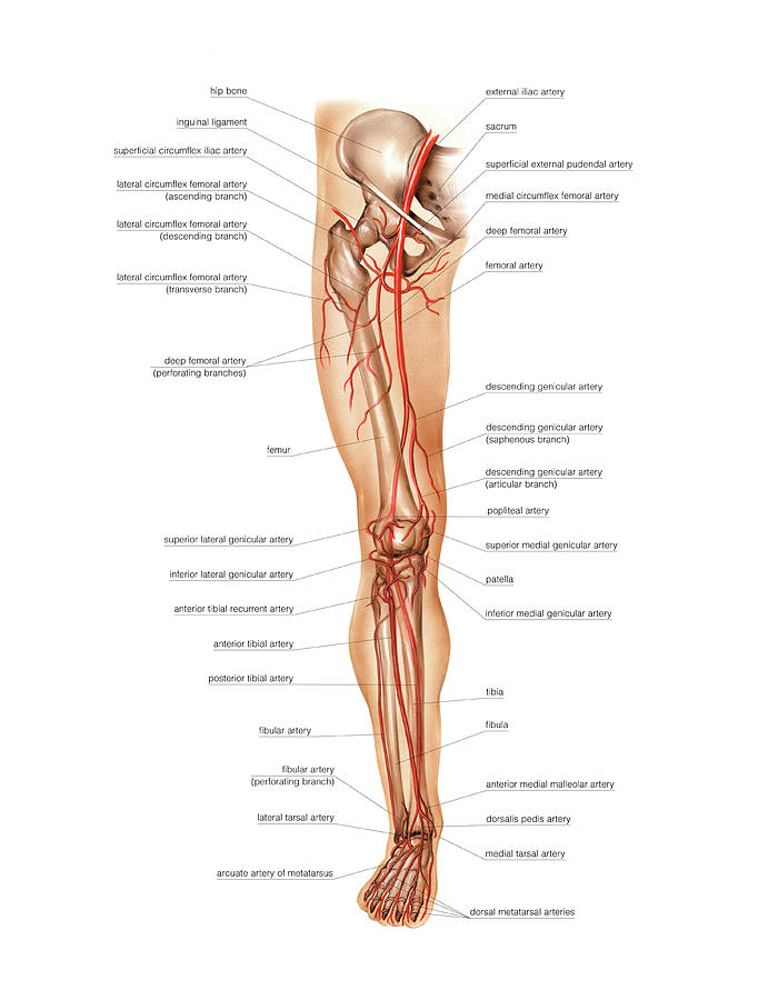 Arterial System Of The Leg Photograph By Asklepios Medical Atlas Fine
