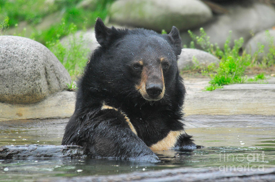 Asian Black Bear #11 Photograph by Mark Newman