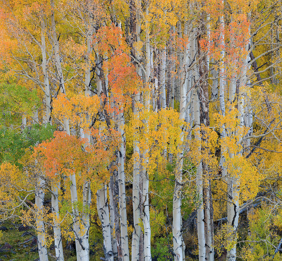 Aspen Trees In A Forest, Boulder Photograph by Panoramic Images | Fine ...