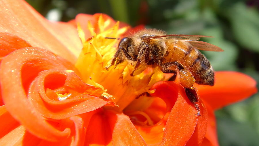 Australia Photograph - Australia - The Bees #43 by Jeffrey Shaw