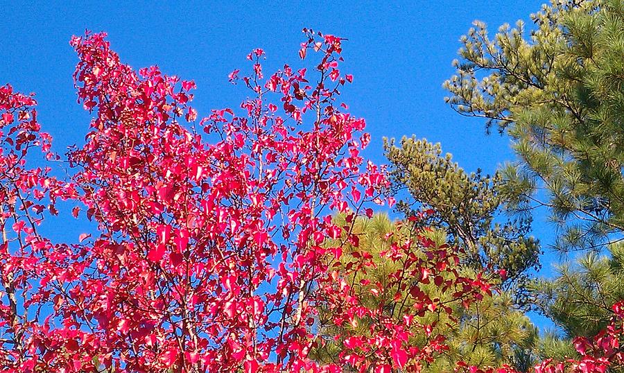 Autumn Color Photograph