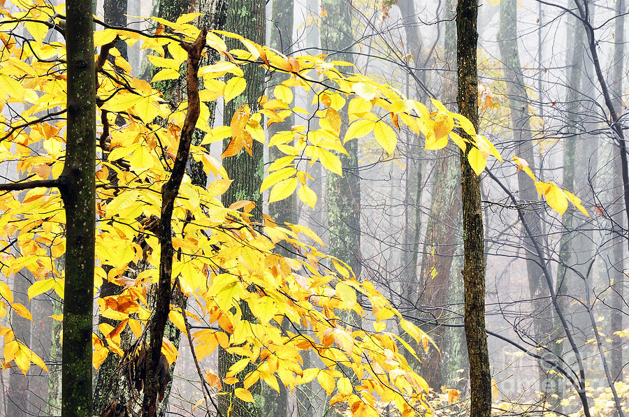 Autumn Monongahela National Forest #11 Photograph by Thomas R Fletcher