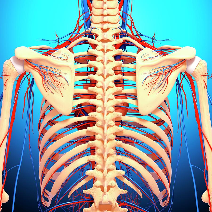 Back Anatomy #11 by Pixologicstudio / Science Photo Library