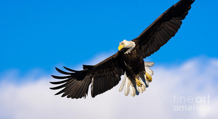 Wildlife Photograph - Bald Eagle #11 by Ursula Lawrence