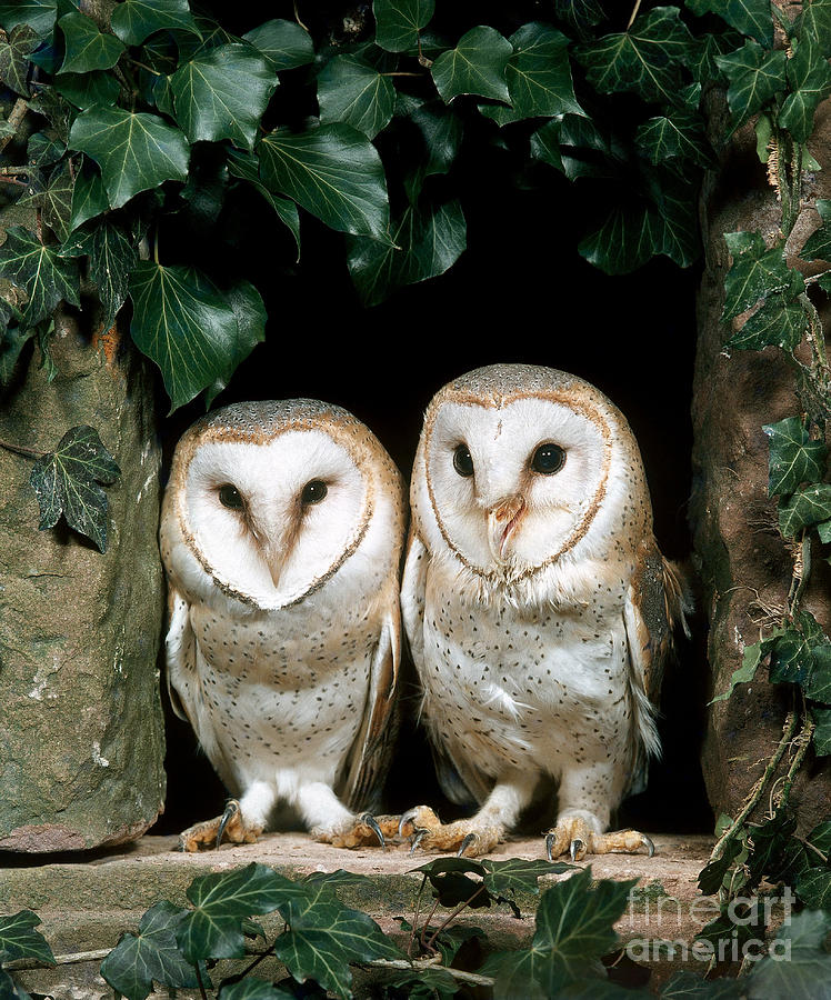 Barn Owl #13 Photograph by Hans Reinhard