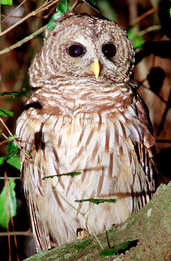 Barred Owl #11 Photograph by Millard H. Sharp