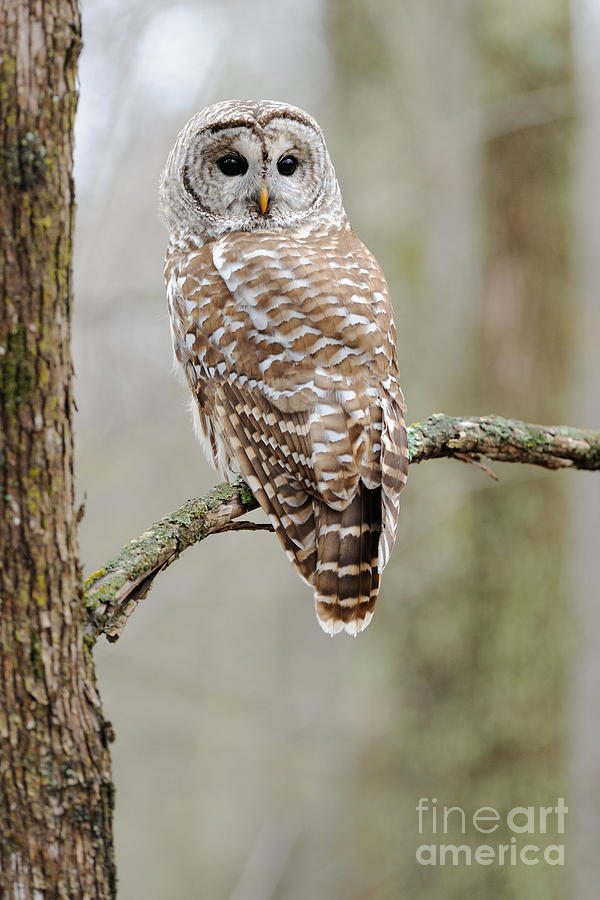 Owl Photograph - Barred Owl by Scott Linstead