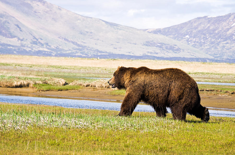 Bear in Hallo Bay in Katmai National Park Alaska #11 Photograph by Natasha Bishop