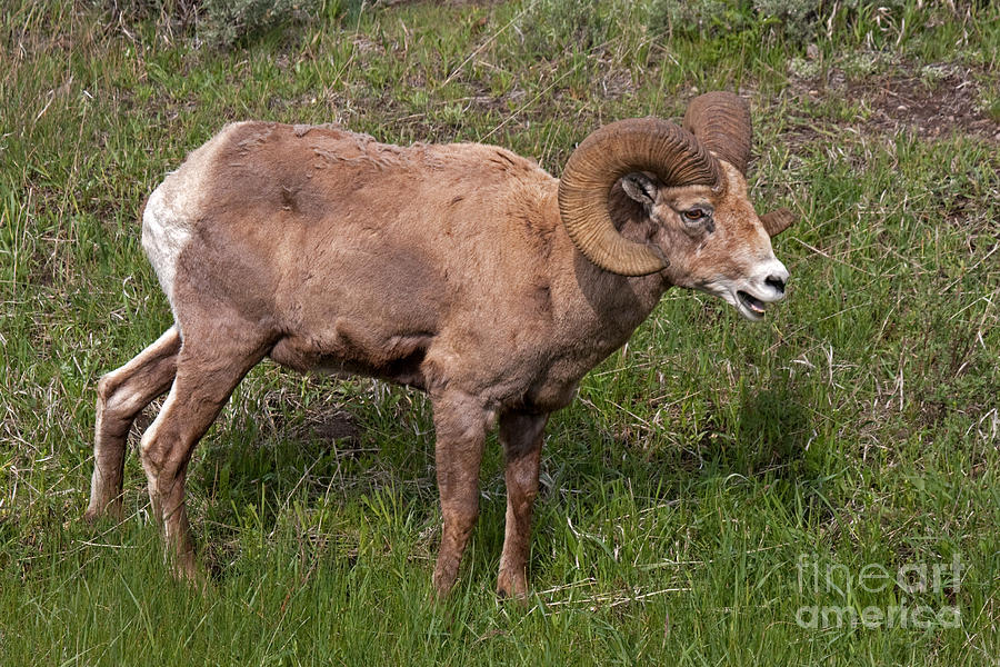 Big Horn Sheep Ram #11 Photograph by Fred Stearns