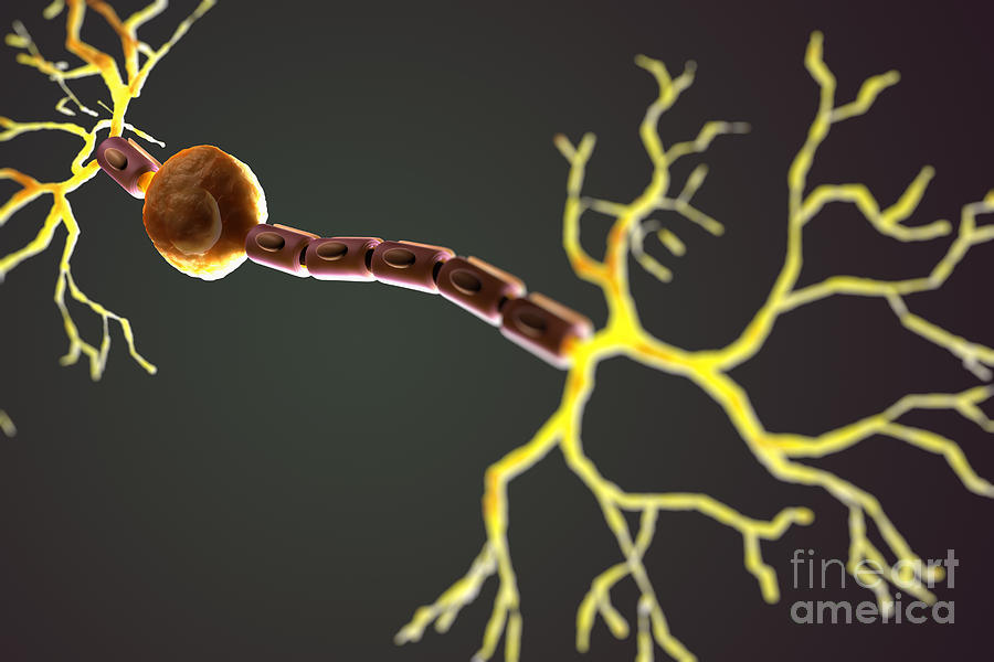 Bipolar Neuron Photograph By Science Picture Co 6663