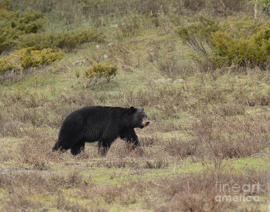 Black Bear Photograph by Dennis Hammer
