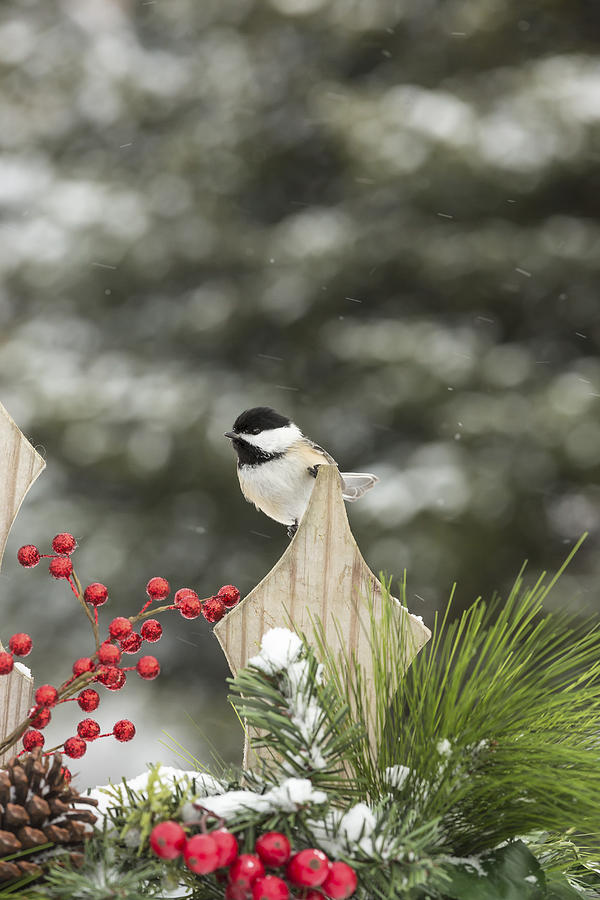 Black-capped Chickadee #11 Photograph by Linda Arndt