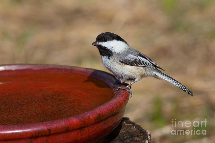 Black-capped Chickadee Poecile #11 Photograph by Linda Freshwaters Arndt Black-capped Chickadee Poecile #11 Photograph by Linda Freshwaters Arndt