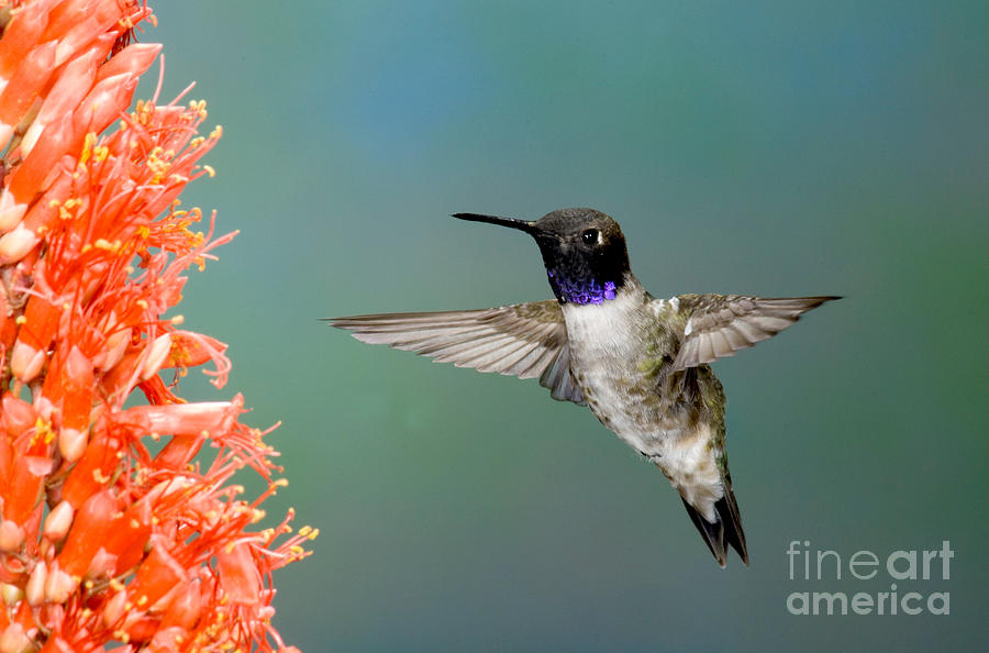 Black-chinned Hummingbird #11 Photograph by Anthony Mercieca