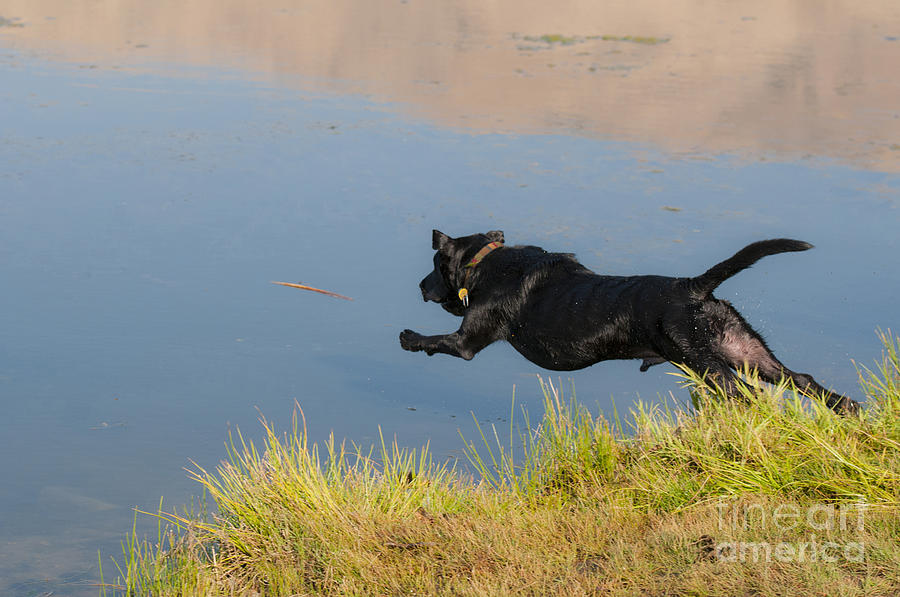 Black Labrador Retriever #11 Photograph by William H. Mullins