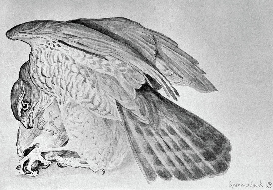 Blackburn Birds, 1895 #11 Drawing by Granger