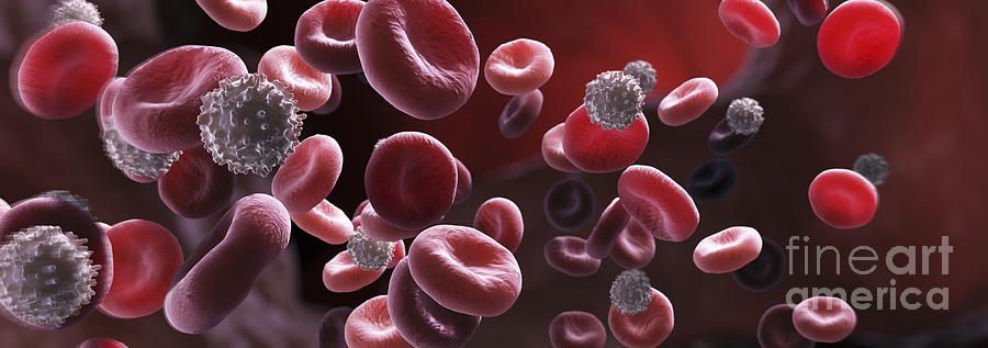 Blood Cells Photograph by Science Picture Co | Pixels