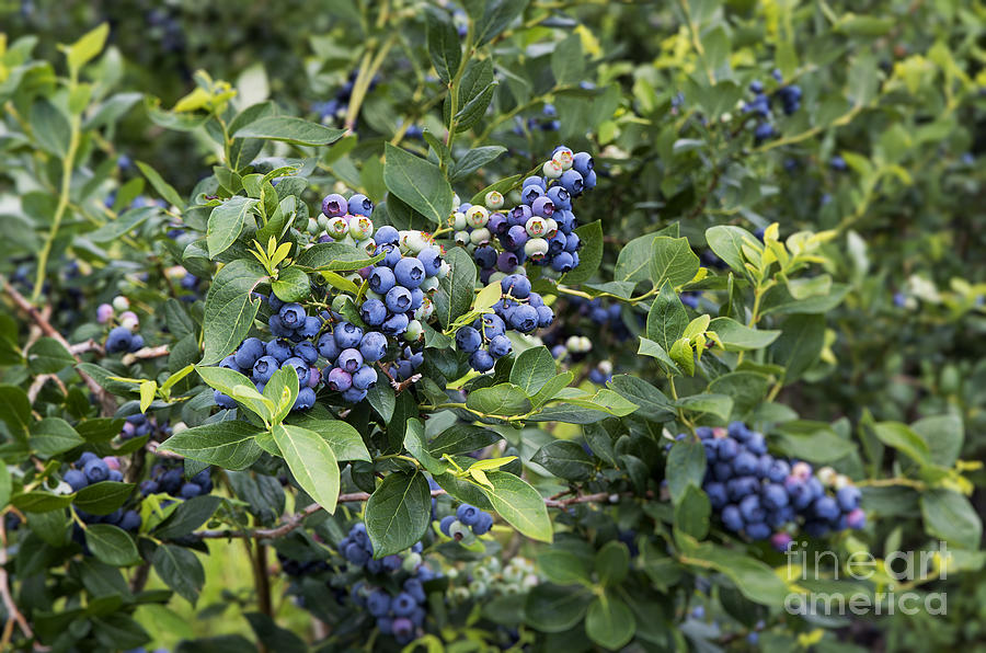 Blueberry Photograph - Blueberry Bush #11 by John Greim