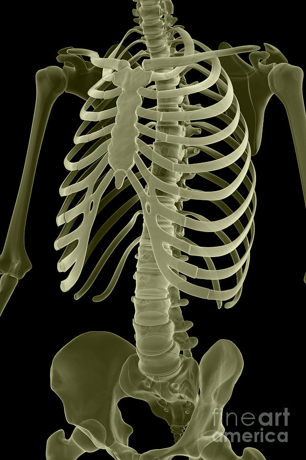 Bones Of The Torso Photograph by Science Picture Co - Fine Art America