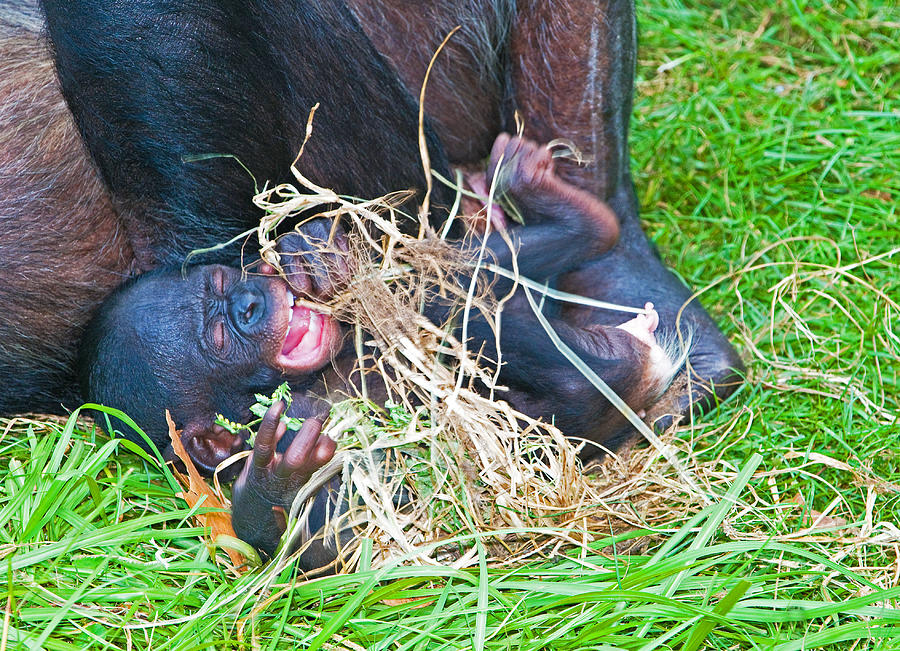 Nature Photograph - Bonobo Baby #9 by Millard H Sharp