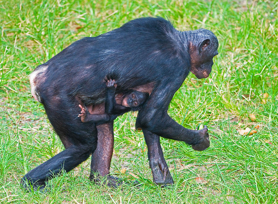 Nature Photograph - Bonobo Mother And Baby #11 by Millard H. Sharp