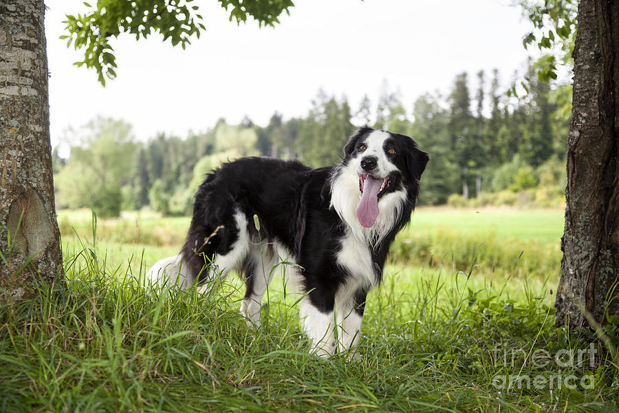 Border Collie in the nature #11 Photograph by Gina Koch