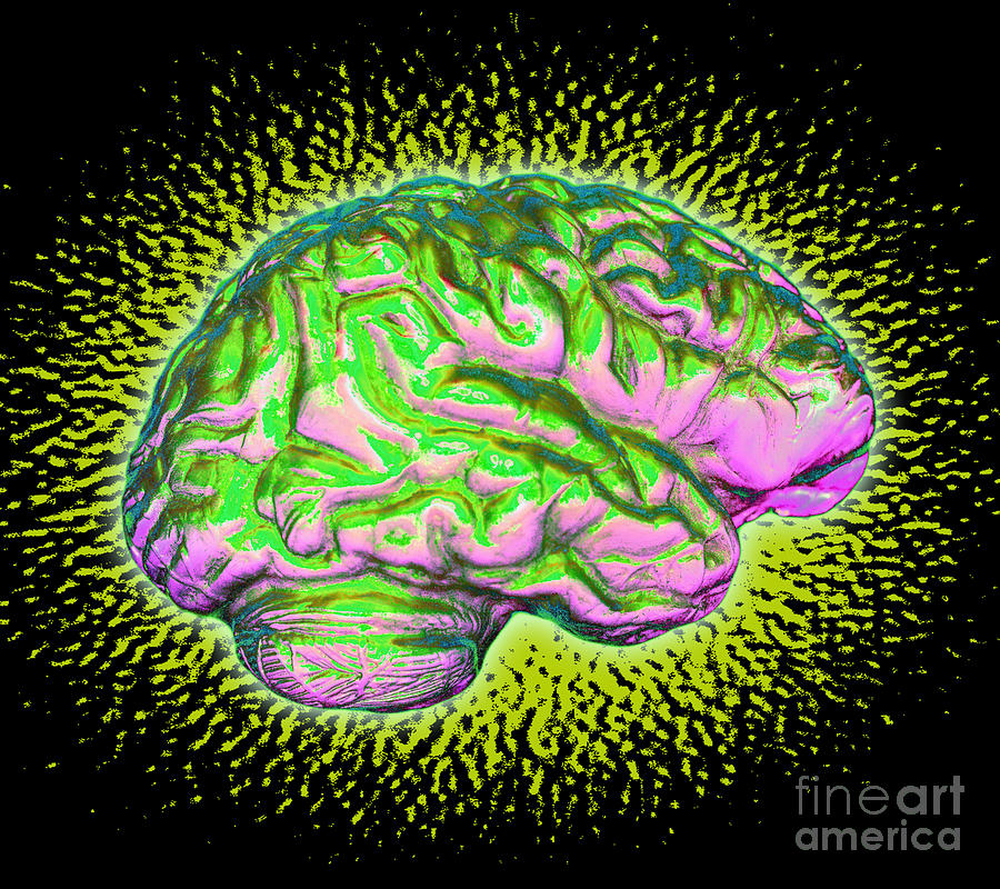 Brain #10 Photograph by Dennis D Potokar