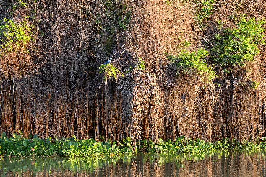 Jungle Photograph - Brazil, Mato Grosso, The Pantanal, Rio #11 by Ellen Goff