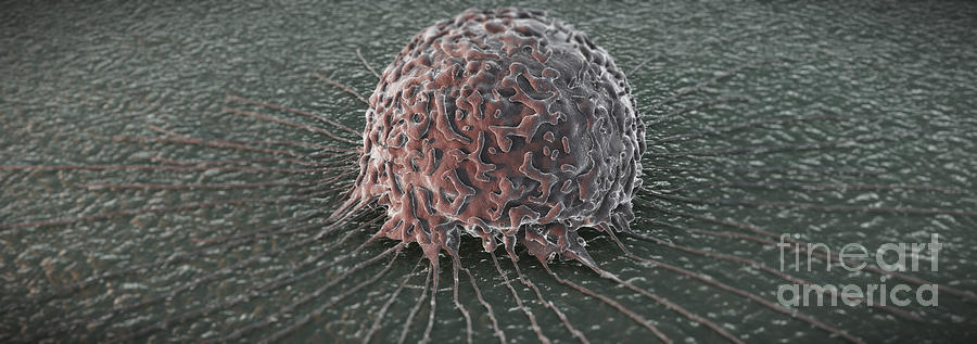 Breast Cancer Cell #13 Photograph by Science Picture Co