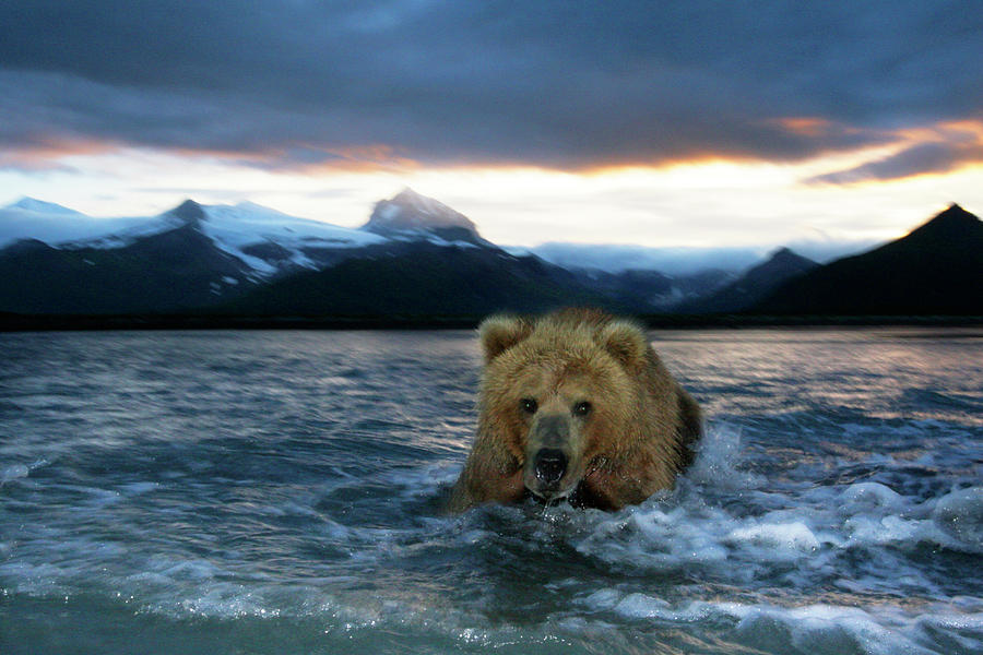 Katmai National Park Photograph - Brown Bear #11 by Manuel Presti/science Photo Library
