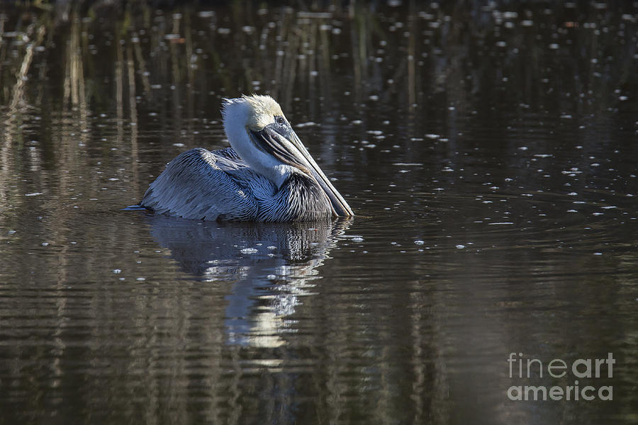 Pelican Photograph - Brown Pelican #11 by Twenty Two North Photography