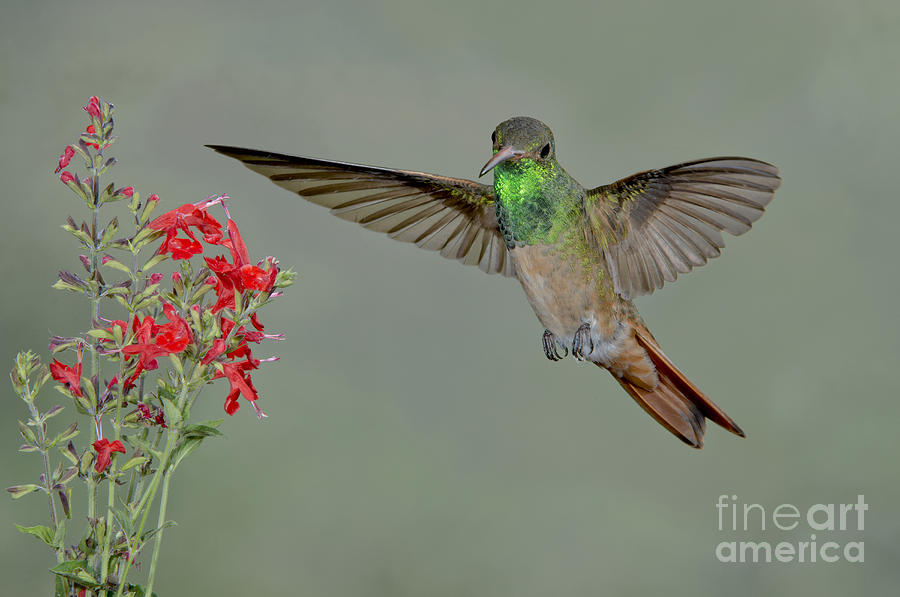Buff-bellied Hummingbird #11 Photograph by Anthony Mercieca