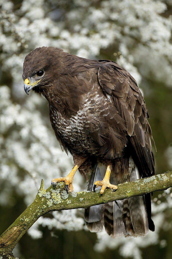 Buse Variable Buteo Buteo Photograph By Gerard Lacz