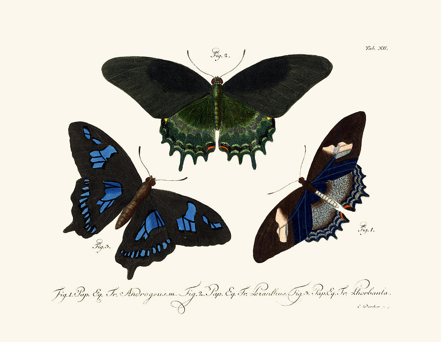 Butterfly Drawing - Butterflies #11 by Splendid Art Prints