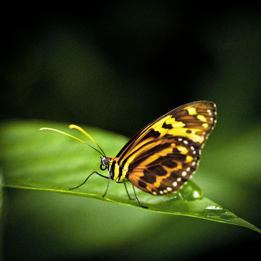 Butterfly #11 Photograph by Bradley R Youngberg