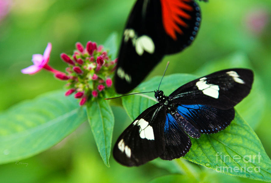 Butterfly #11 Photograph by Rene Triay FineArt Photos