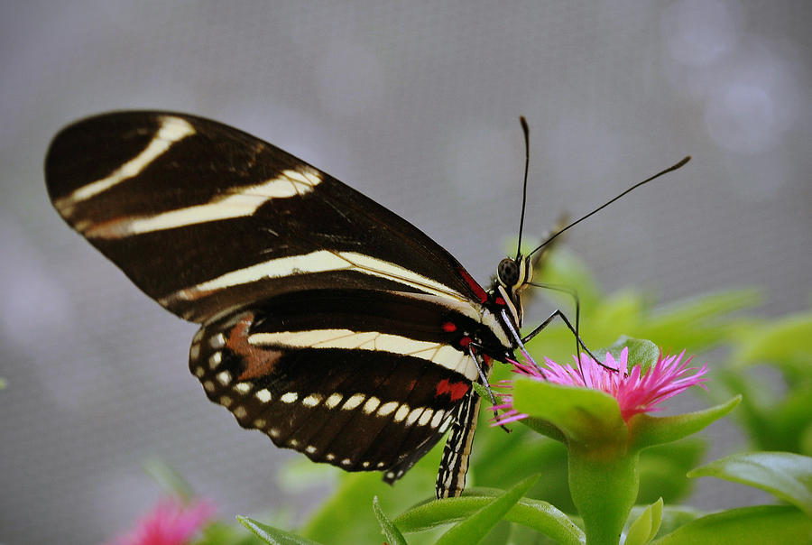 Butterfly #13 Photograph by Savannah Gibbs
