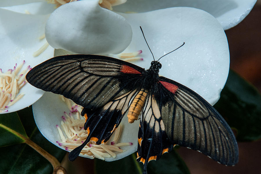 Mormon Butterfly #2 Photograph by Tam Ryan